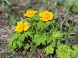 Trollius ranunculinus