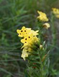 Huynhia pulchra