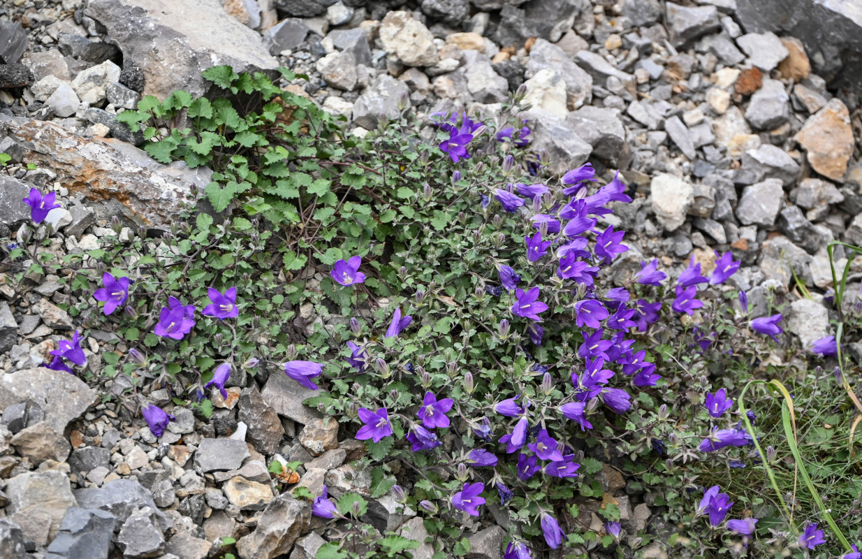 Image of Campanula andina specimen.