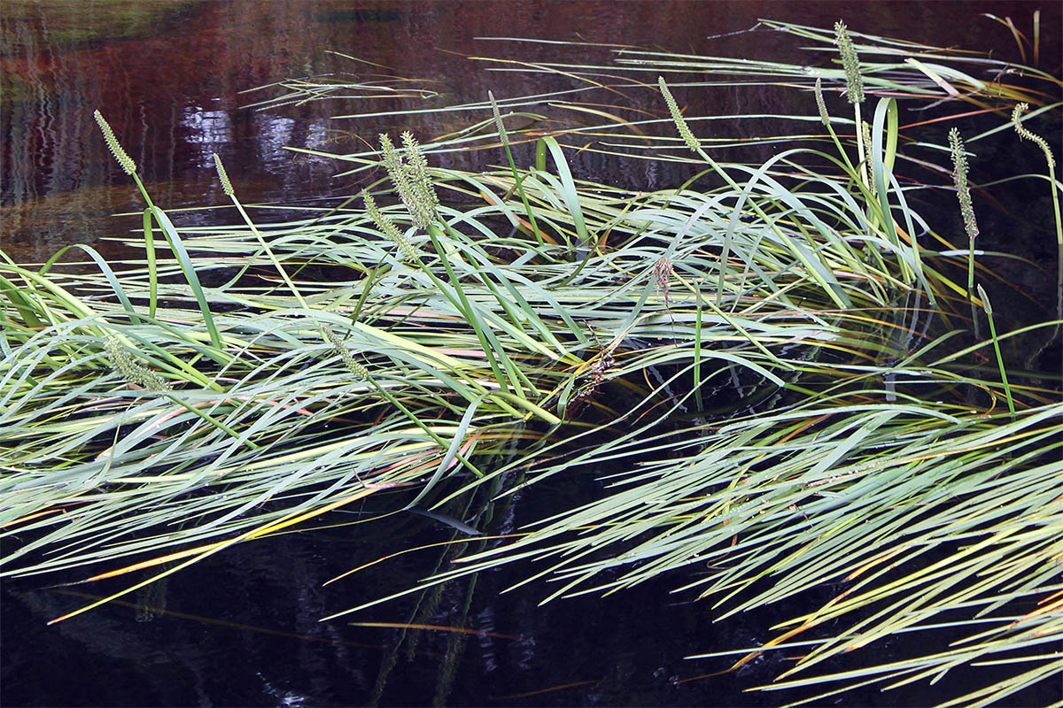 Image of familia Cyperaceae specimen.