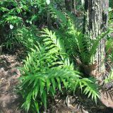 class Polypodiopsida. Вегетирующее растение. Австралия, штат Северные Территории, национальный парк \"Litchfield\". 10.12.2010.