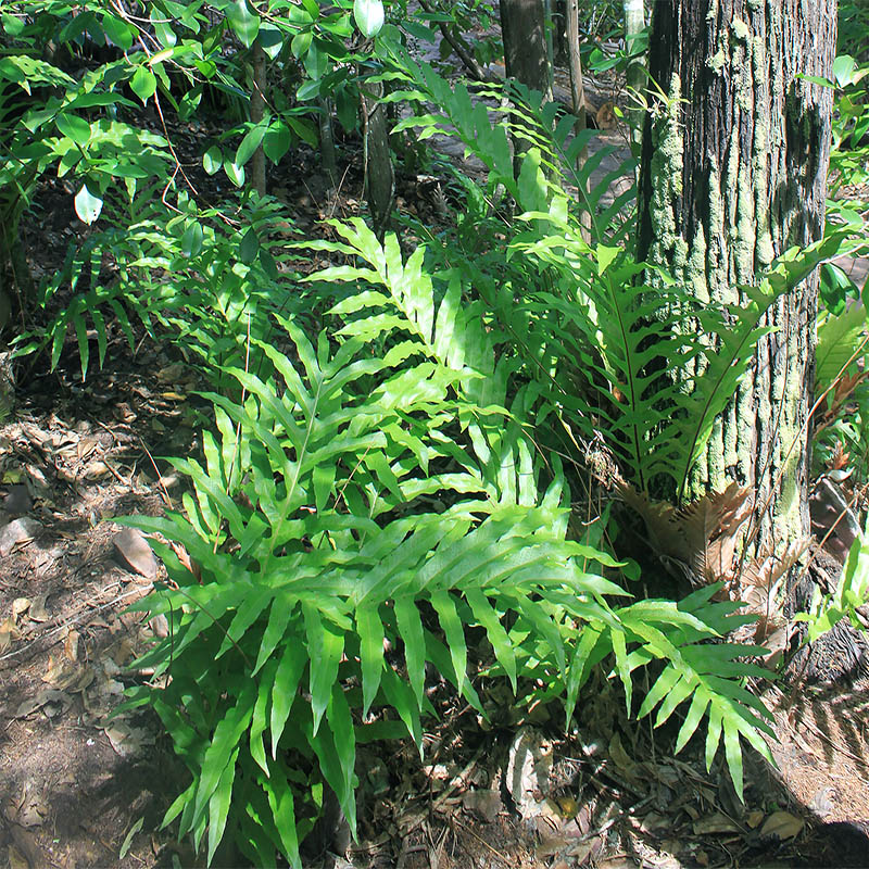 Image of class Polypodiopsida specimen.