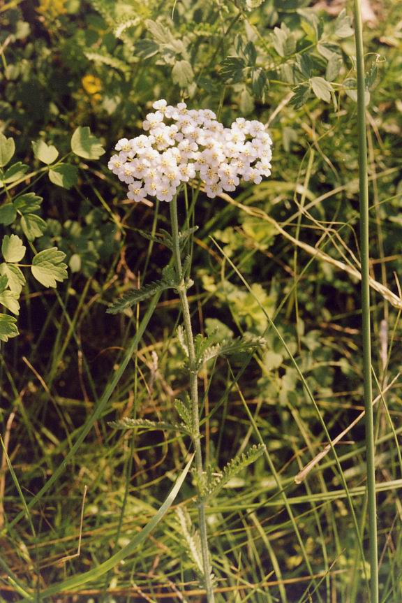 Image of Achillea millefolium specimen.