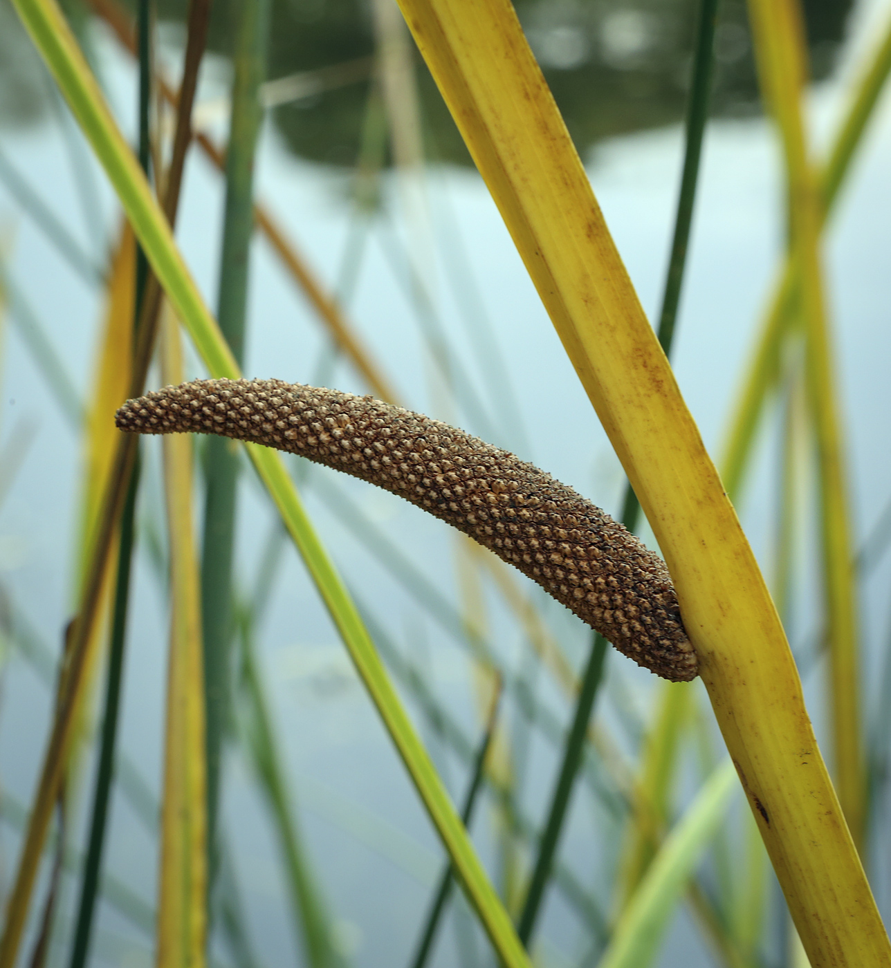 Изображение особи Acorus calamus.