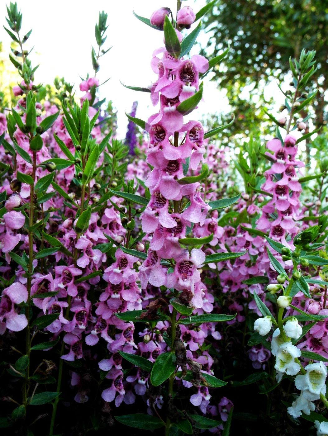 Изображение особи Angelonia angustifolia.