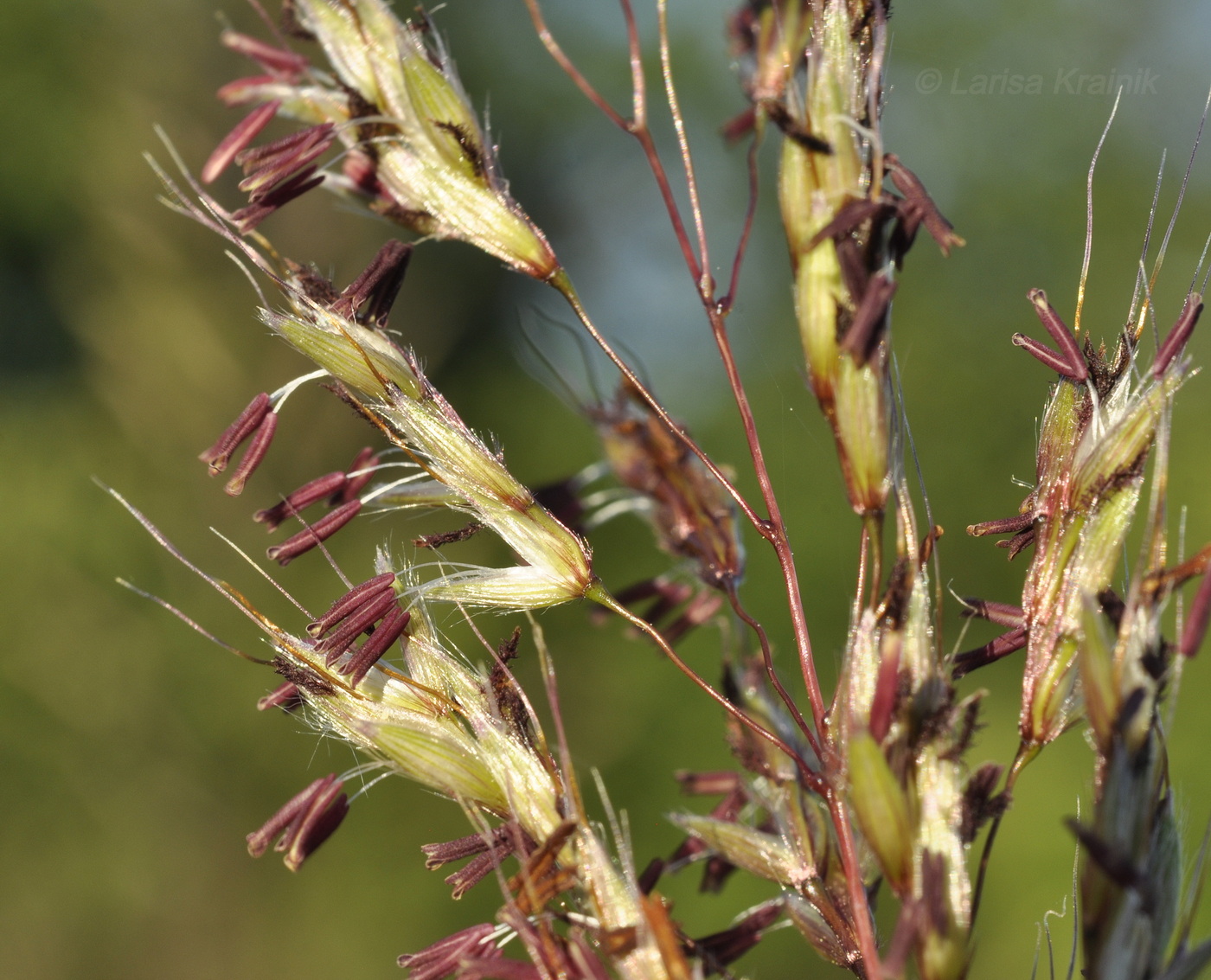 Изображение особи Miscanthus sacchariflorus.