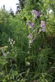 Polemonium caeruleum. Цветущие растения. Ленинградская обл., Гатчинский р-н, пос. Пудость, опушка леса. 04.07.2022.