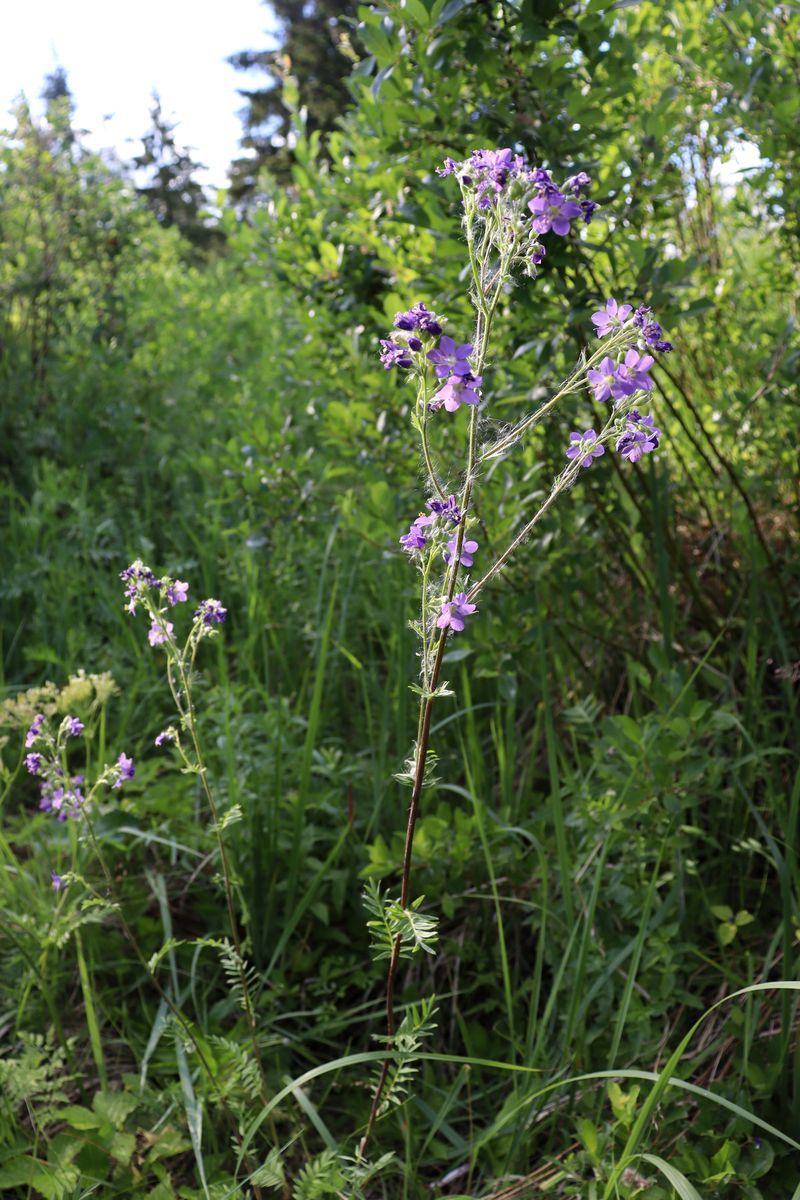 Image of Polemonium caeruleum specimen.