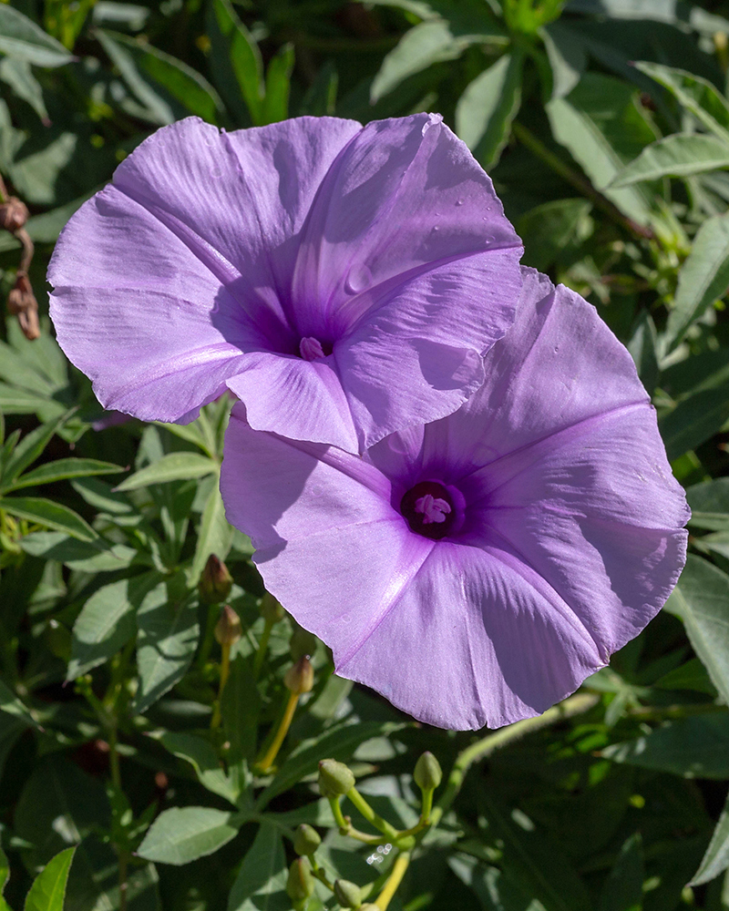 Image of Ipomoea cairica specimen.