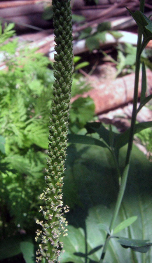 Image of Plantago major specimen.