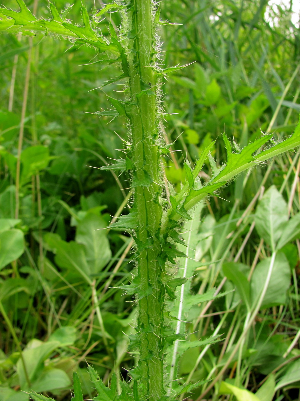 Image of Cirsium palustre specimen.