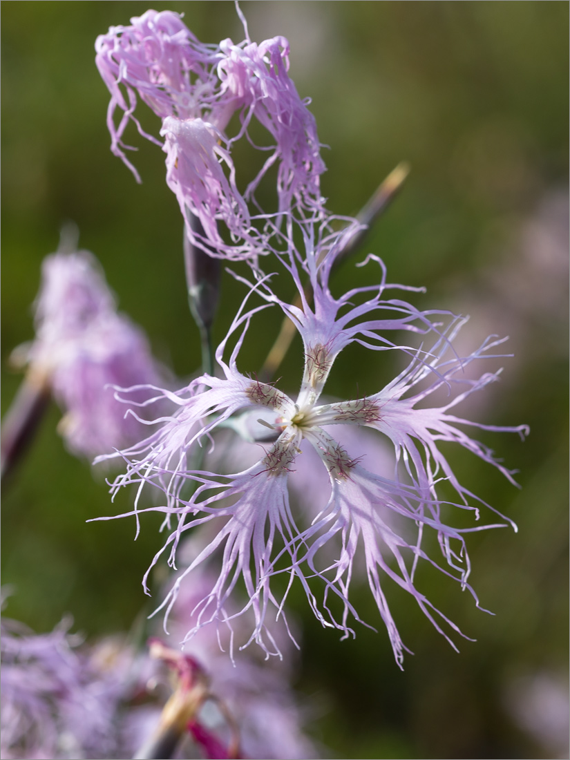 Изображение особи Dianthus superbus.