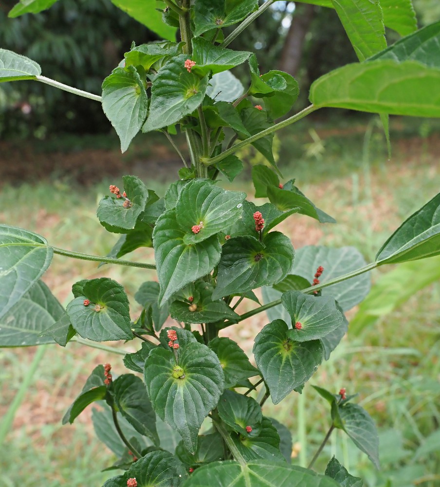 Изображение особи Acalypha australis.