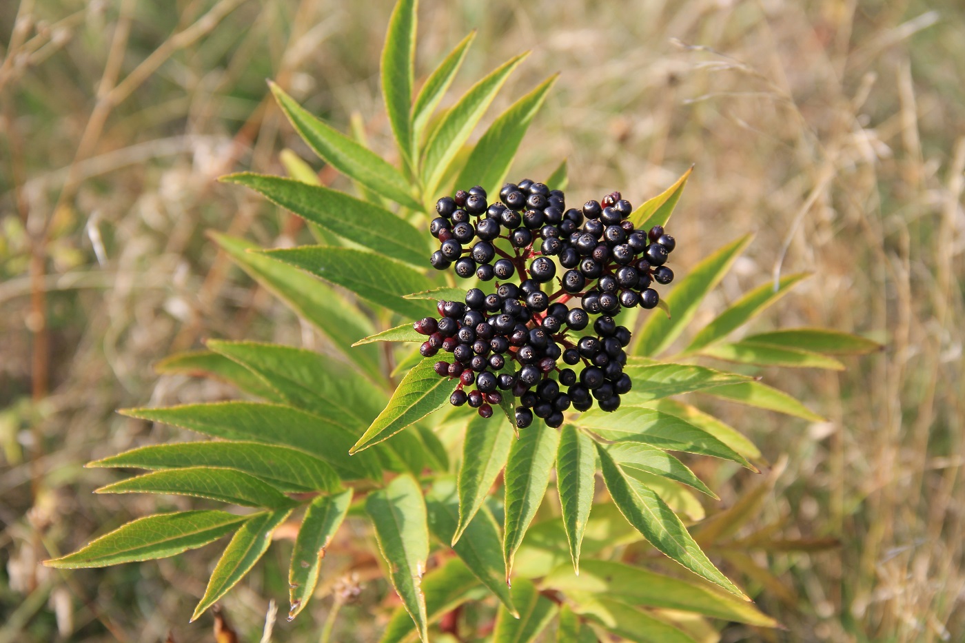 Изображение особи Sambucus ebulus.