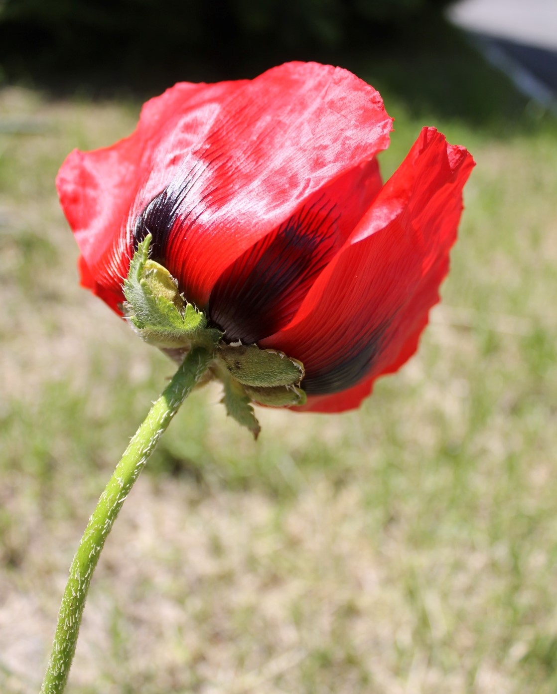 Image of Papaver bracteatum specimen.