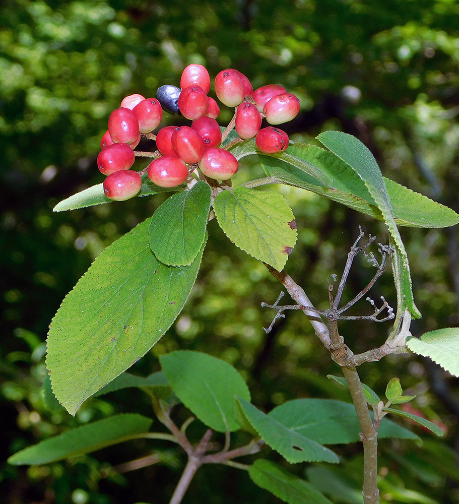 Image of Viburnum lantana specimen.