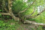 Betula litwinowii