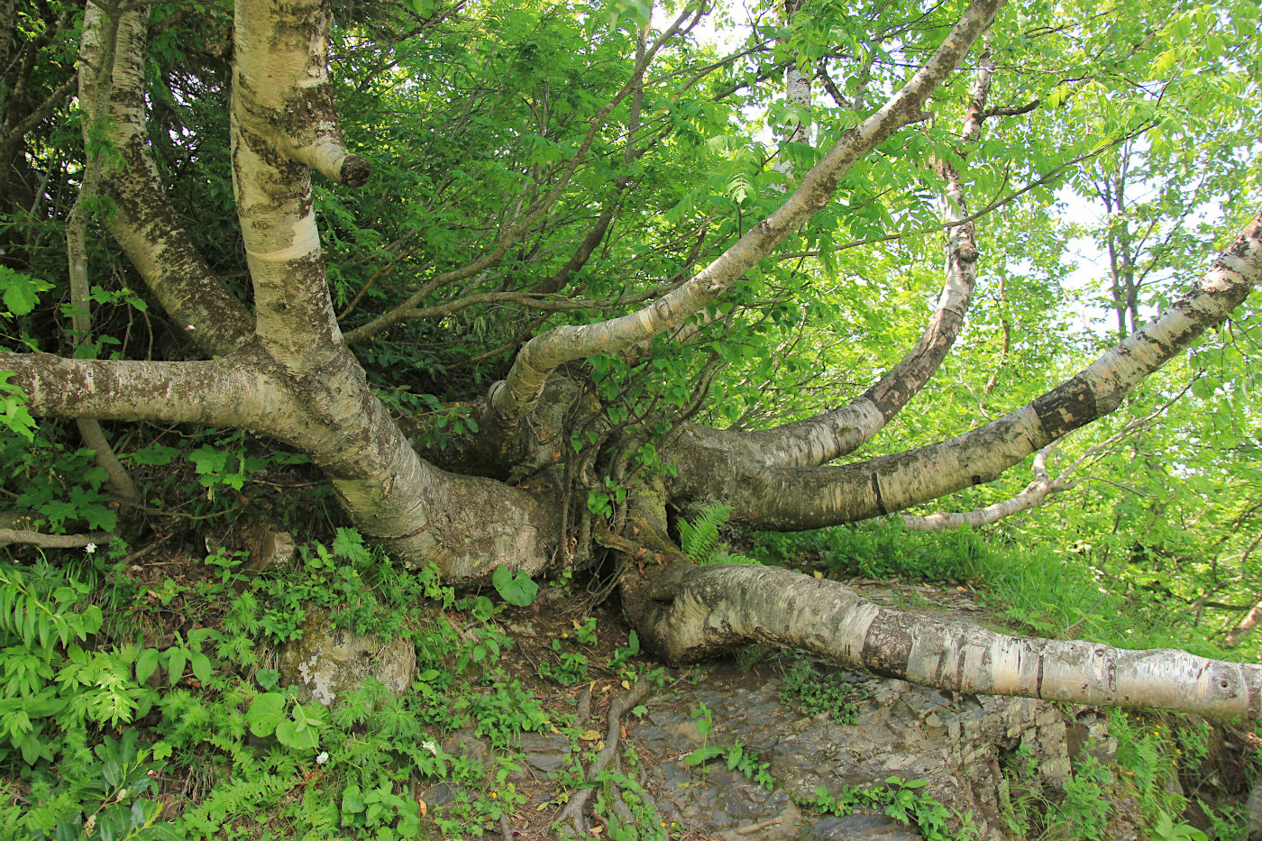 Изображение особи Betula litwinowii.