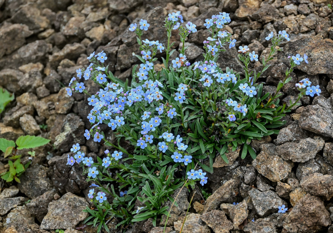 Image of Eritrichium nipponicum specimen.