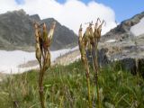 Primula amoena. Верхушки побегов с плодами. Карачаево-Черкесия, Урупский р-н, Кавказский биосферный заповедник, Имеретинские озёра, дол. оз. Географов, ≈ 2700 м н.у.м., альпийский луг. 27.07.2022.