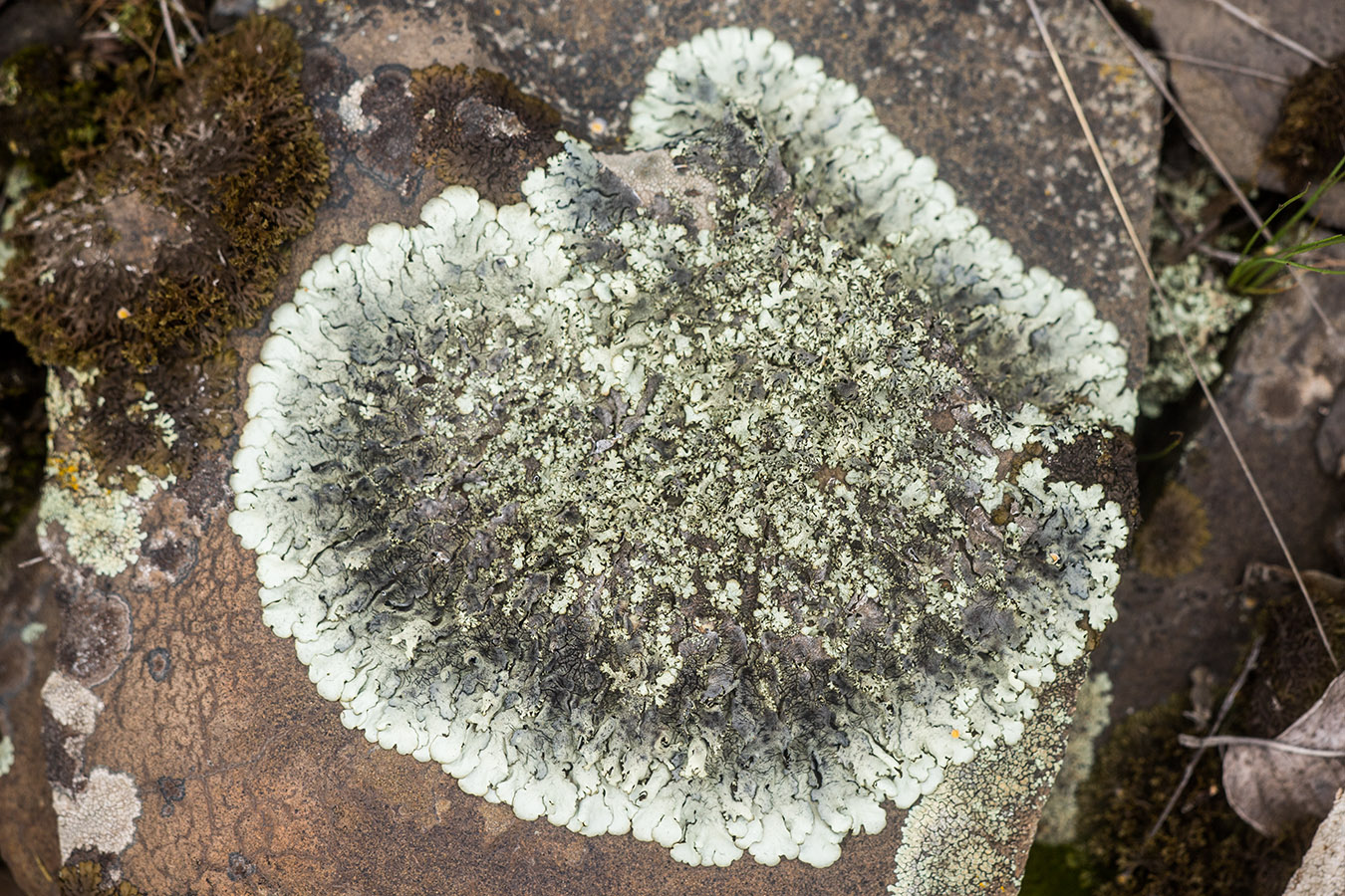 Image of genus Xanthoparmelia specimen.