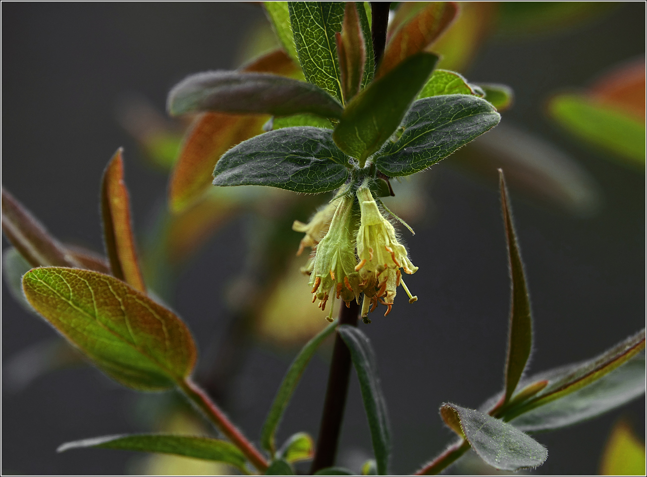 Image of Lonicera edulis specimen.