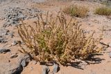 Hyoscyamus muticus. Отцветающее и плодоносящее растение. Египет, мухафаза Асуан, о-в Калабша, каменистый сухой склон. 03.05.2023.