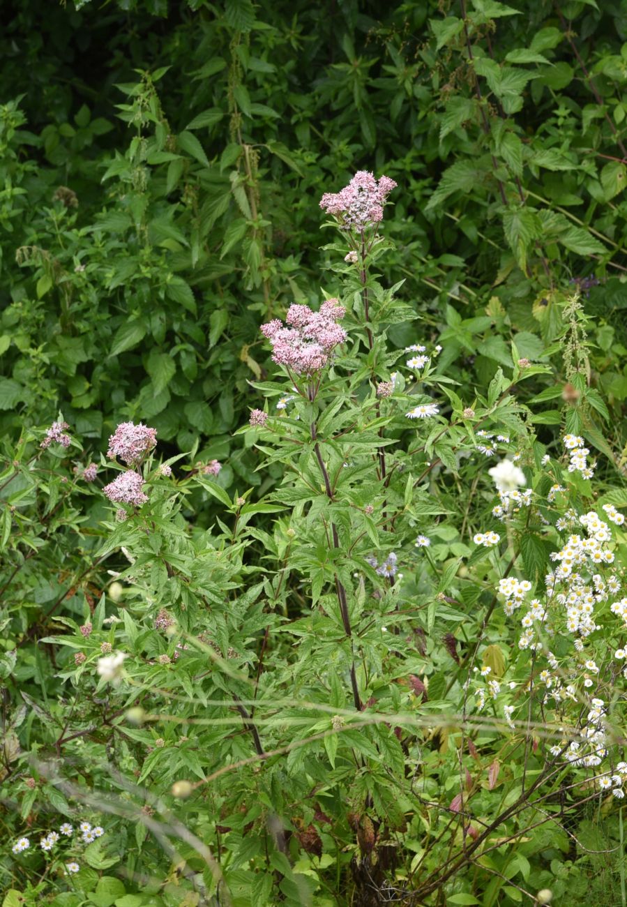 Изображение особи Eupatorium cannabinum.