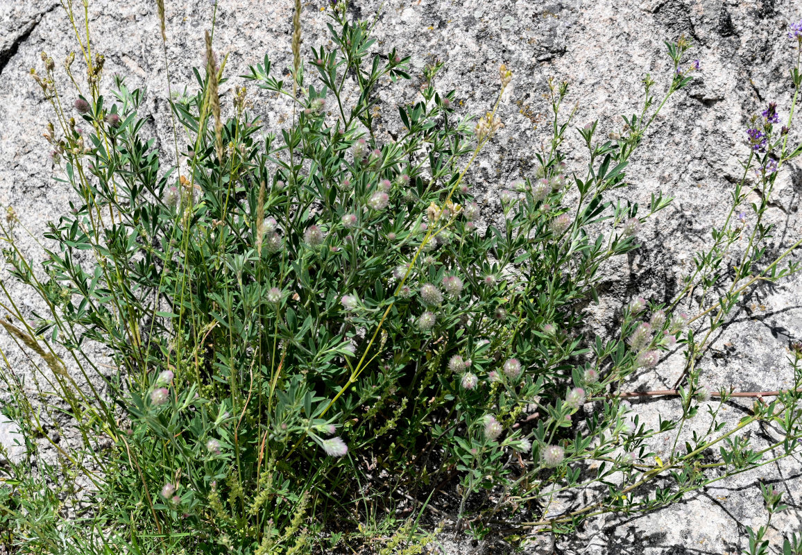 Image of Trifolium arvense specimen.