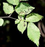 Ulmus subspecies canescens