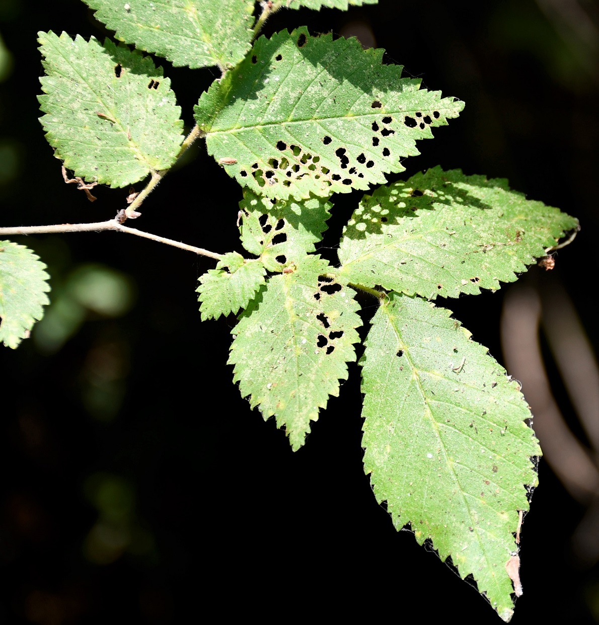 Изображение особи Ulmus minor ssp. canescens.