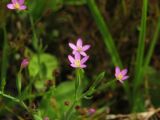 Centaurium pulchellum