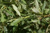 genus Salix