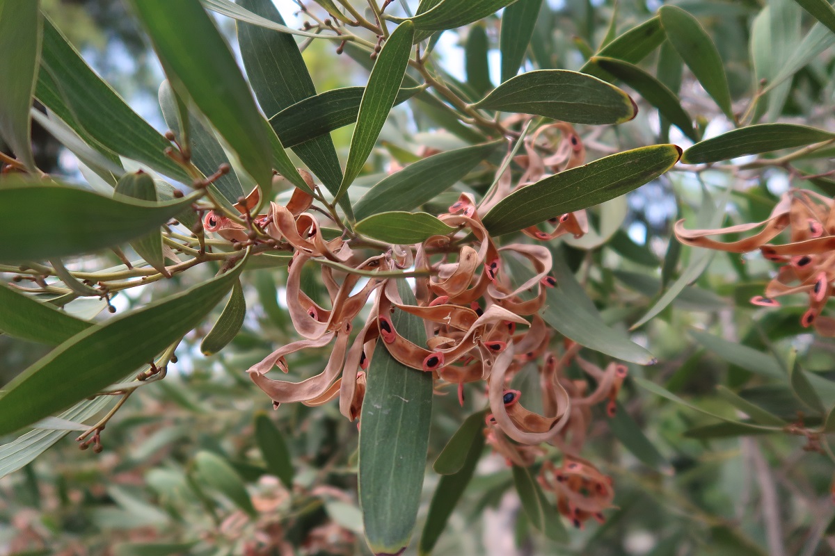 Изображение особи Acacia melanoxylon.