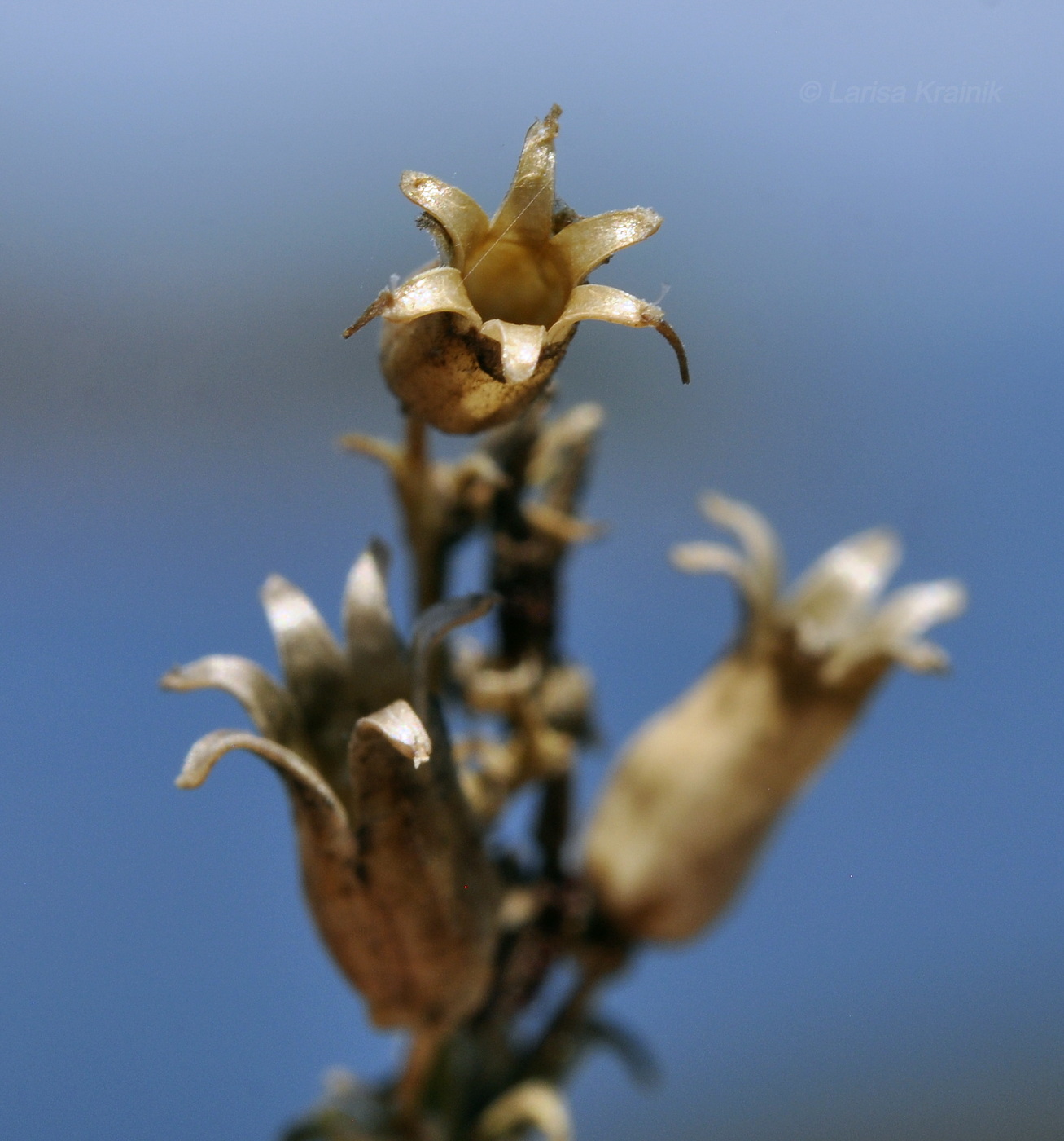 Image of Silene foliosa specimen.