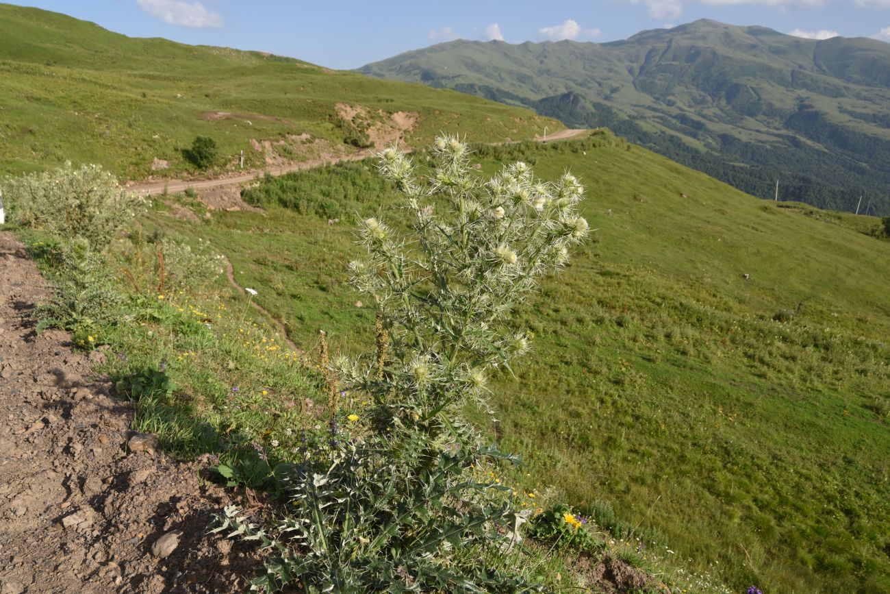 Изображение особи род Cirsium.