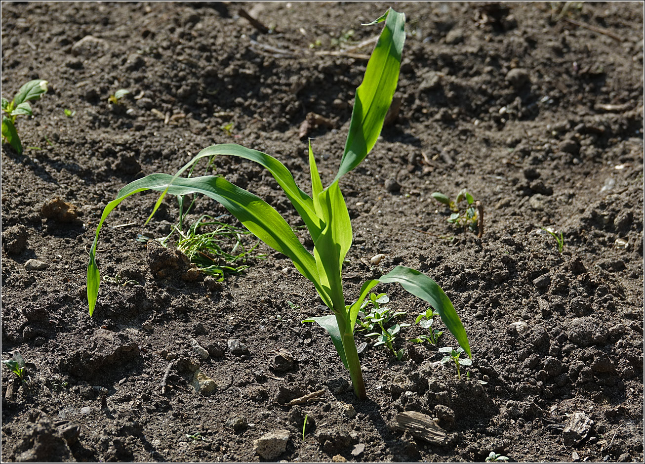 Изображение особи Zea mays.
