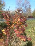 Cercidiphyllum japonicum. Молодое растение с листвой в осенней окраске. Хабаровский край, г. Хабаровск, ул. Ульяновская 60, в культуре. 14.10.2023.