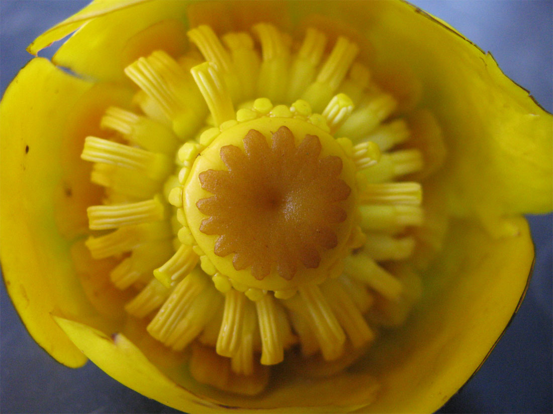 Image of Nuphar lutea specimen.