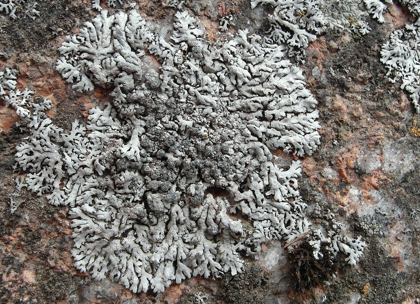 Image of Physcia subalbinea specimen.