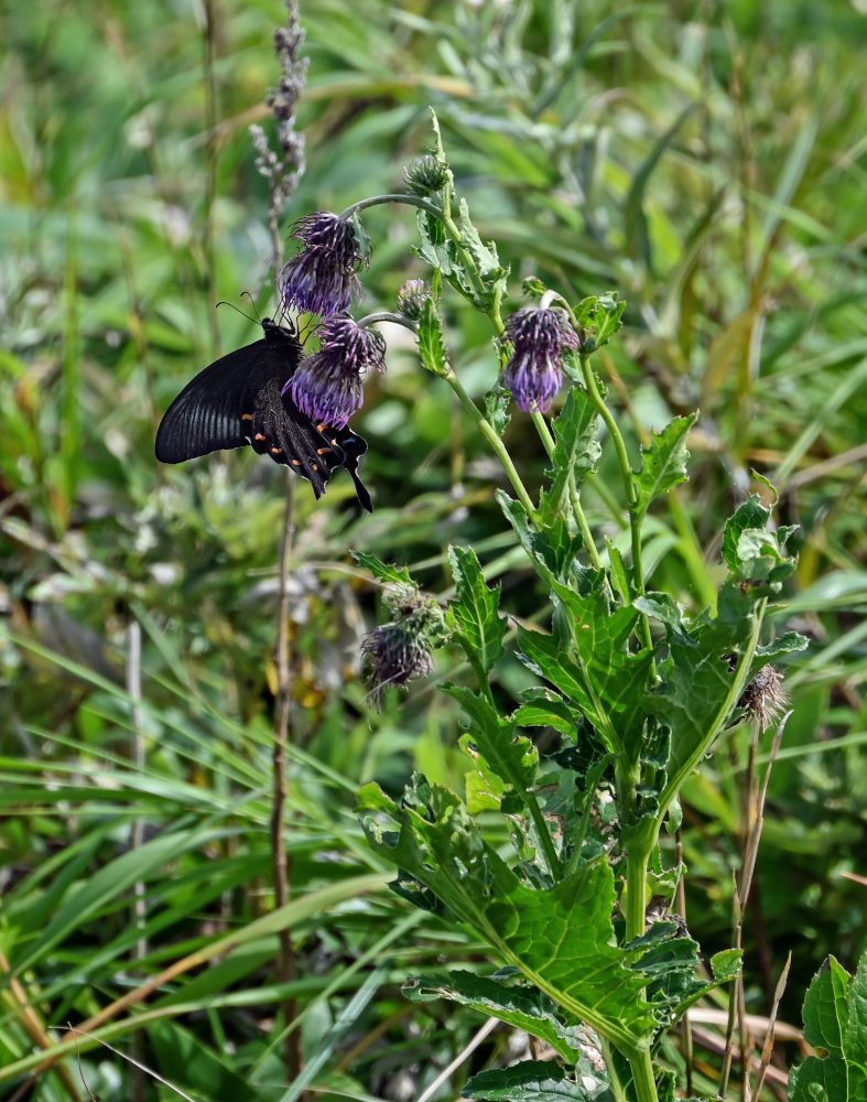 Image of Cirsium kamtschaticum specimen.