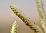 genus Cyperus