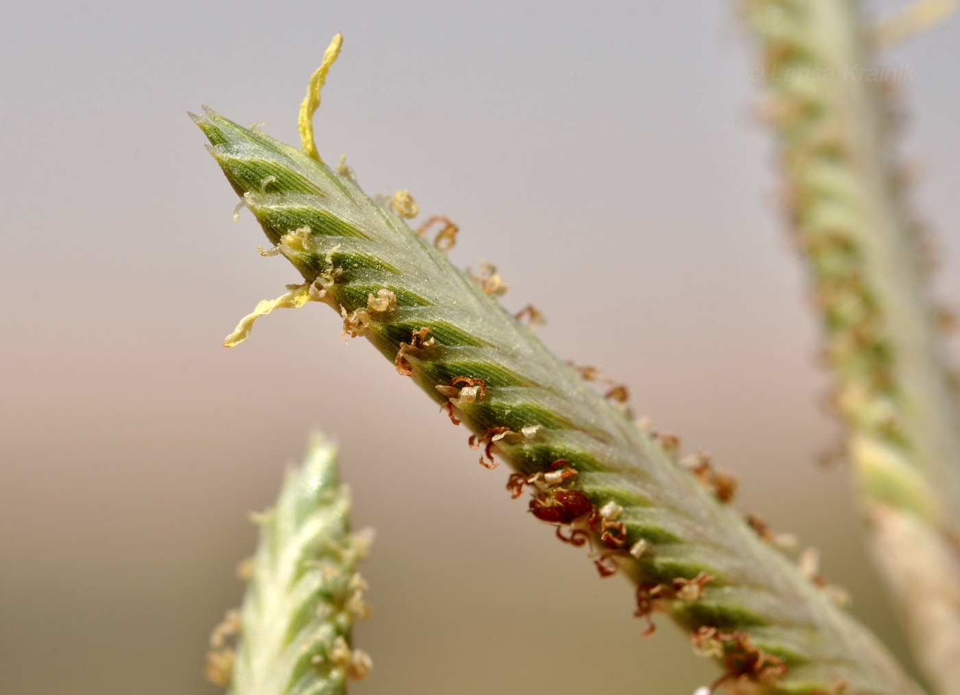 Image of genus Cyperus specimen.
