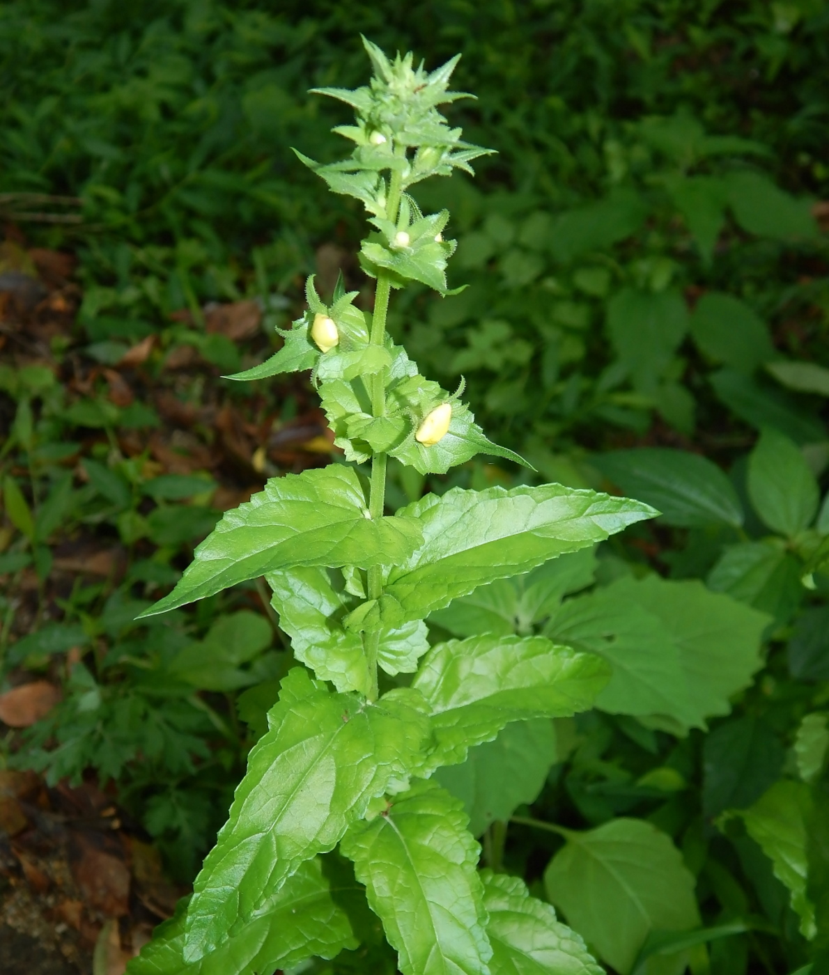 Image of Verbascum blattaria specimen.