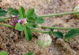 Trifolium resupinatum. Часть побега с соплодиями и соцветиями. Египет, окр. г. Эль-Дабаа, пос. Мадина, газон. 18.12.2023.