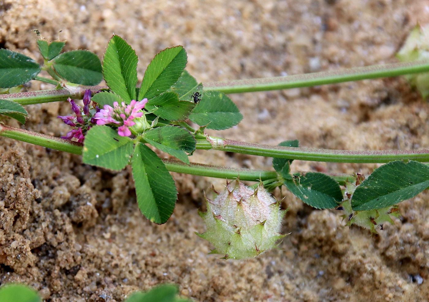 Изображение особи Trifolium resupinatum.