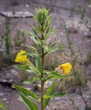 род Oenothera