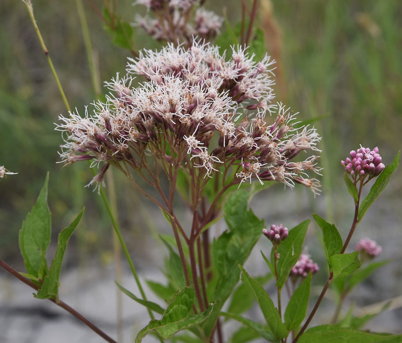 Изображение особи Eupatorium cannabinum.