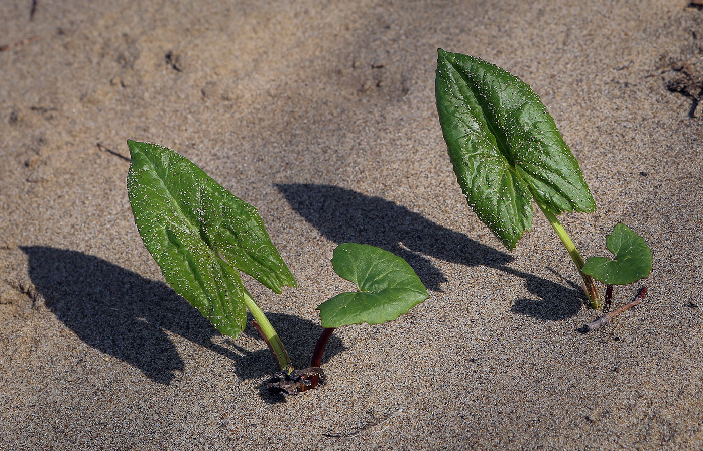 Image of Petasites spurius specimen.