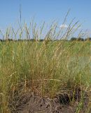 Festuca valesiaca